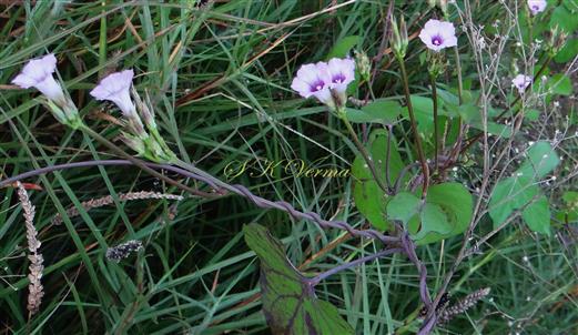   Flowering shoot with inflorescences